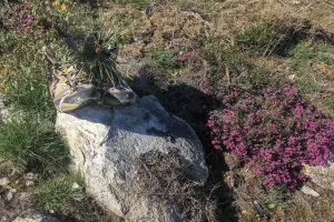 Urodzinowe Camino